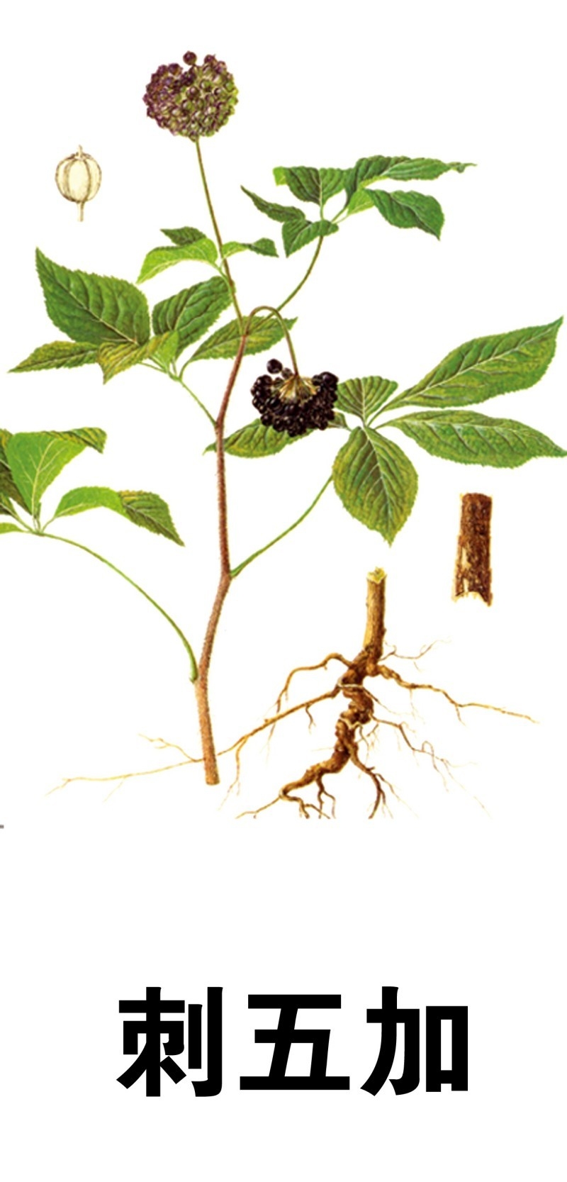 中草药材植物插图 刺五加 (2)