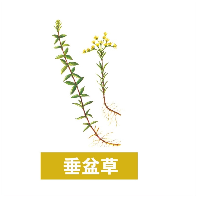 中草药材植物插图 垂盆草