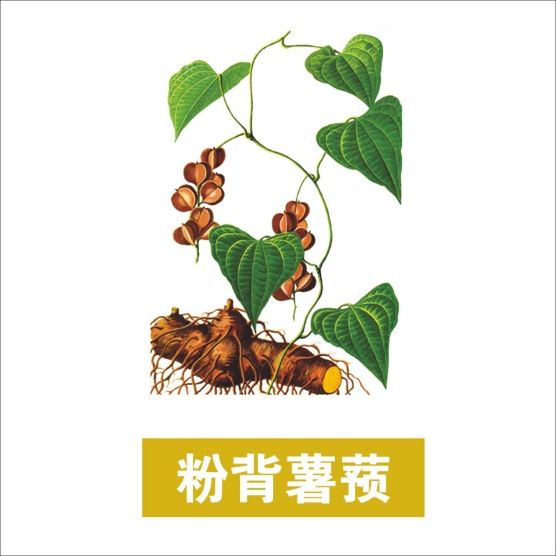 中草药材植物插图 粉背薯蓣