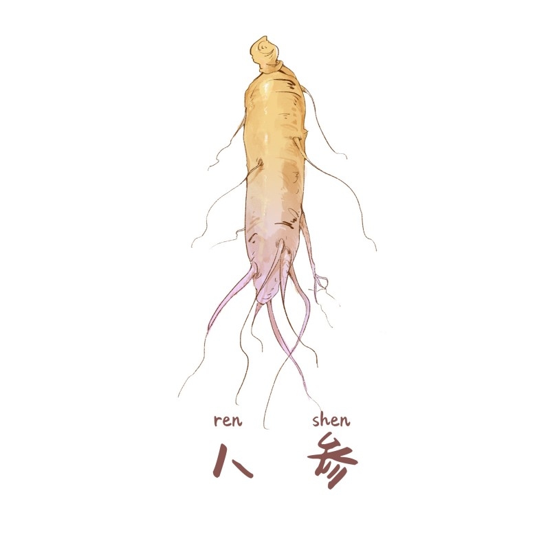 中草药材植物插图 人参 (3)