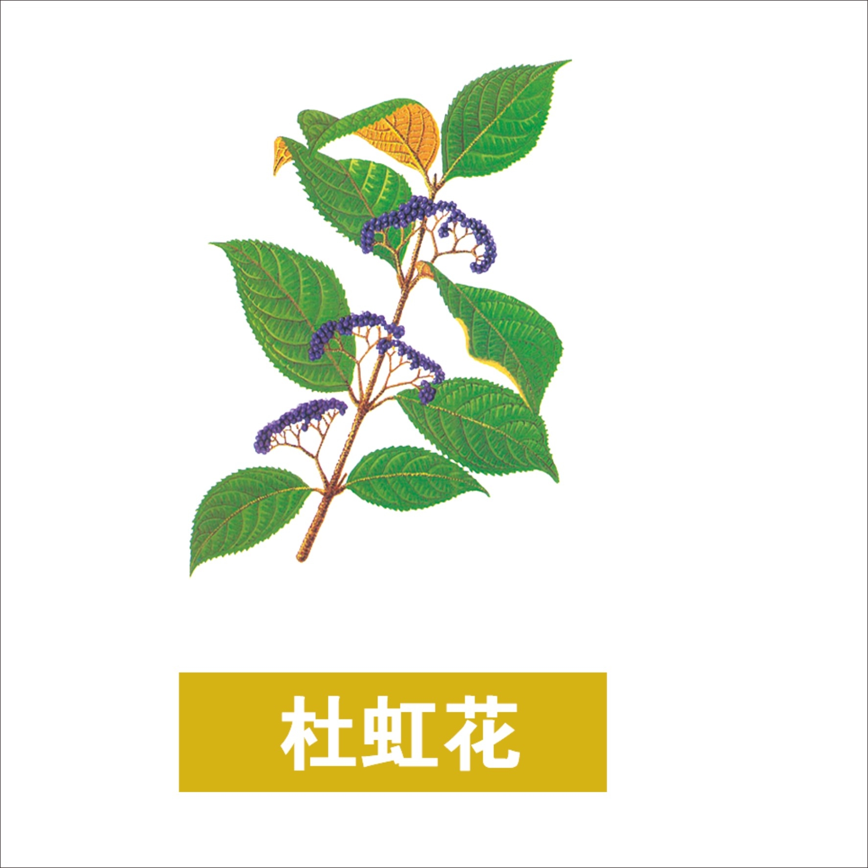 中草药材植物插图 杜虹花
