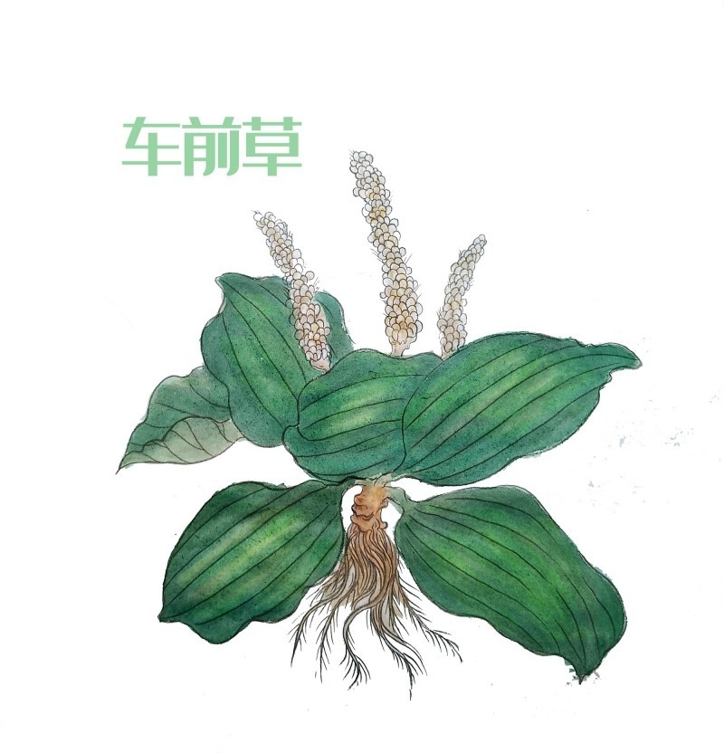 中草药材植物插图 车前草 (2)