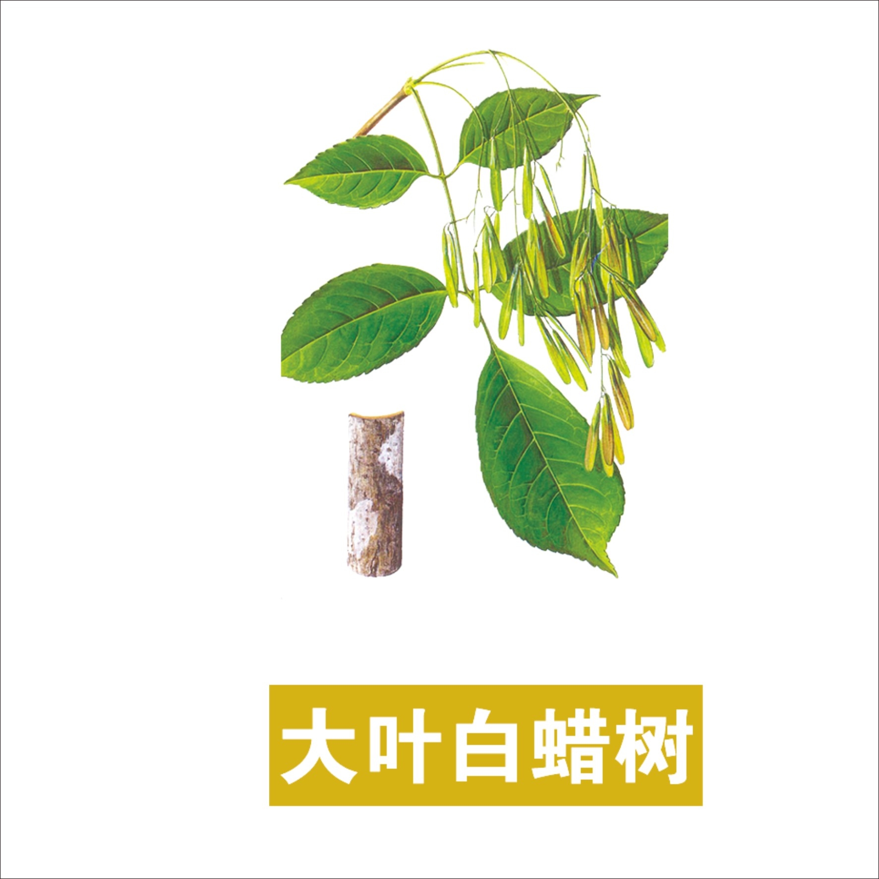 中草药材植物插图 大叶白蜡树