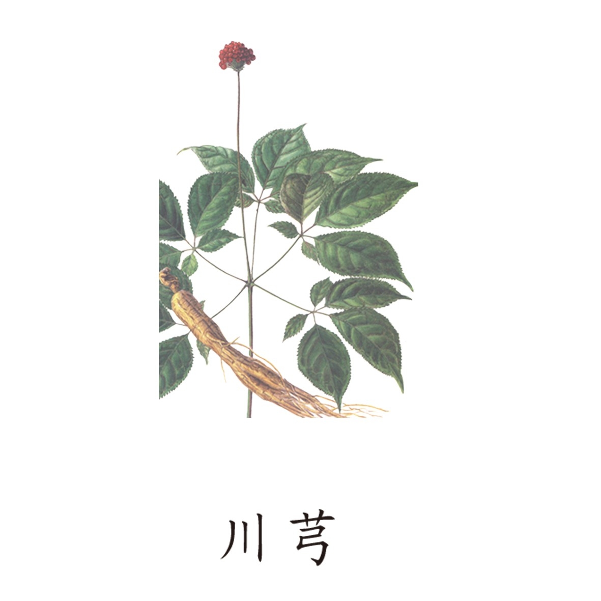 中草药材植物插图 川芎 (2)