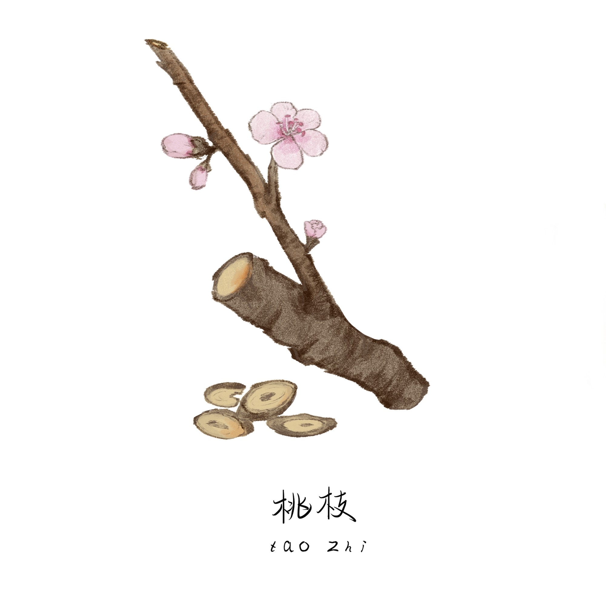 中草药材植物插图 桃枝