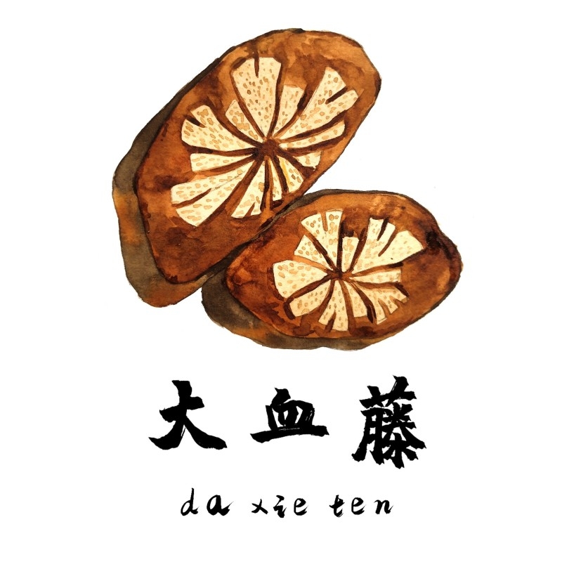 中草药材植物插图 大血藤 (3)
