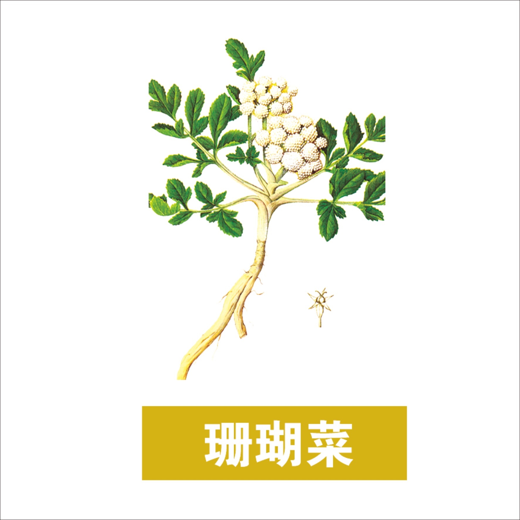 中草药材植物插图 珊瑚菜