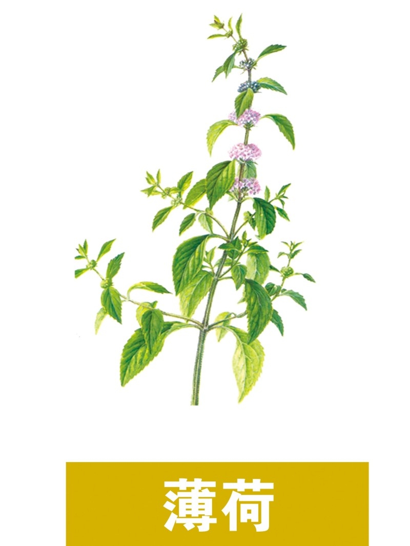 中草药材植物插图 薄荷