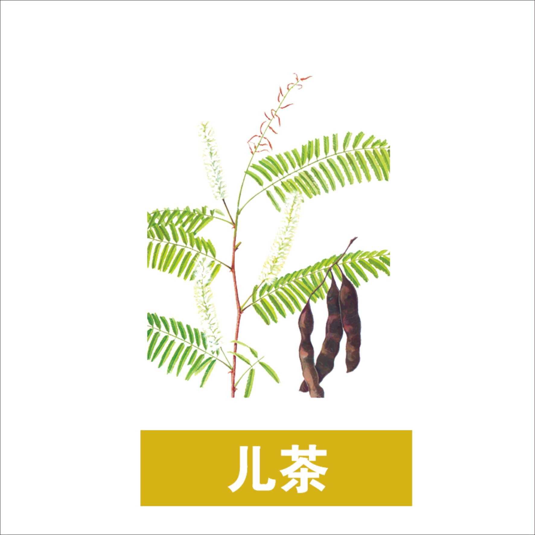 中草药材植物插图 儿茶