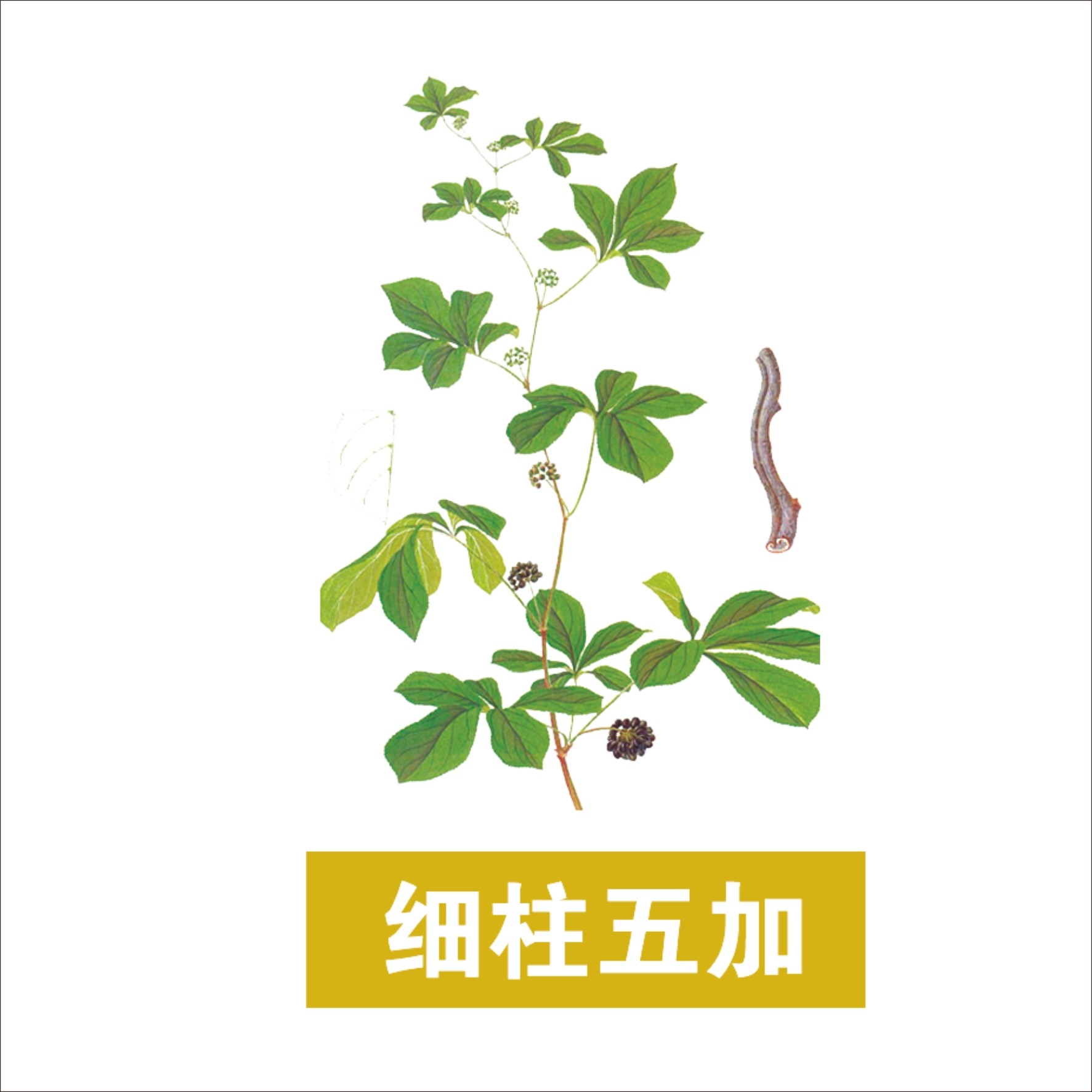 中草药材植物插图 细柱五加