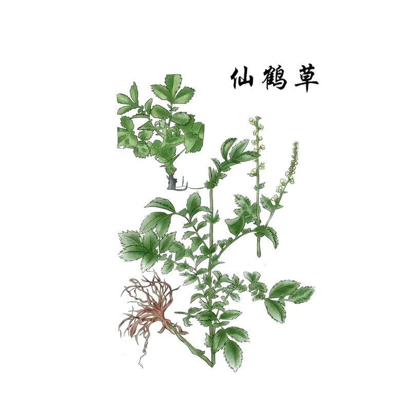 中草药材植物插图 仙鹤草