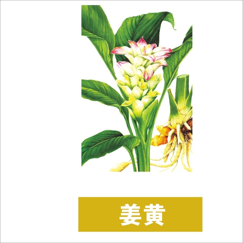 中草药材植物插图 姜黄