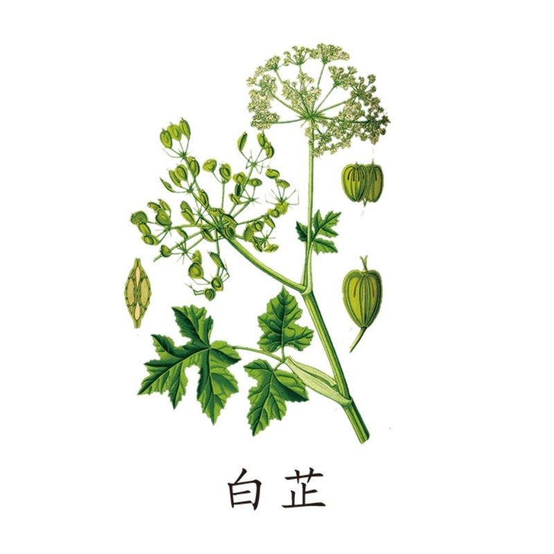 中草药材植物插图 白芷2