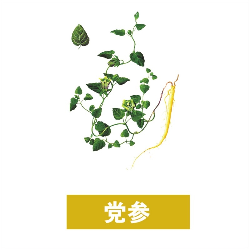中草药材植物插图 党参