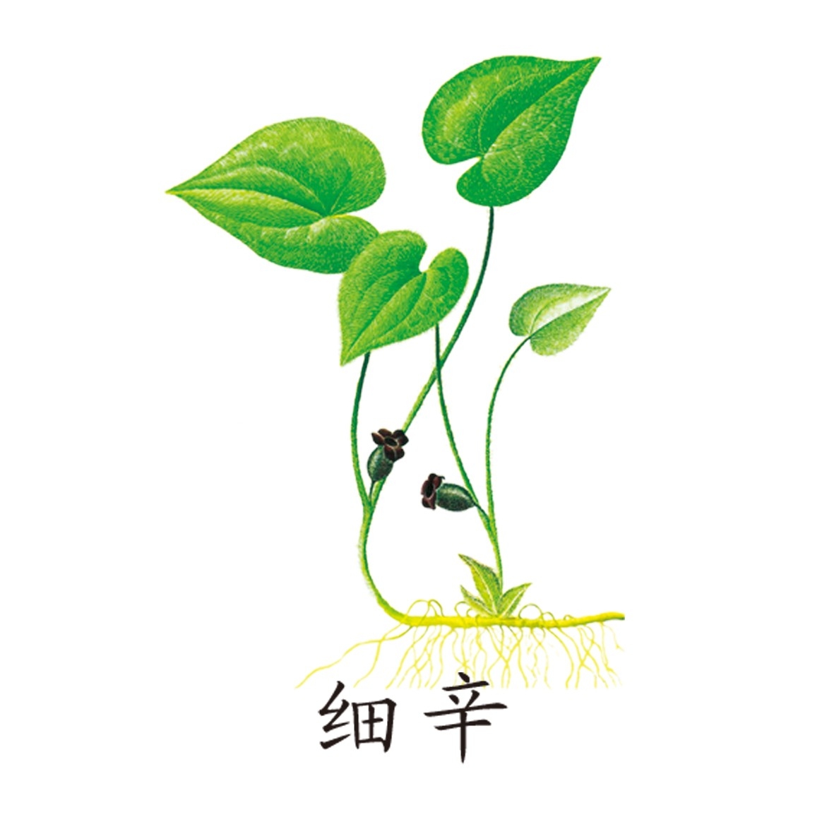 中草药材植物插图 细辛