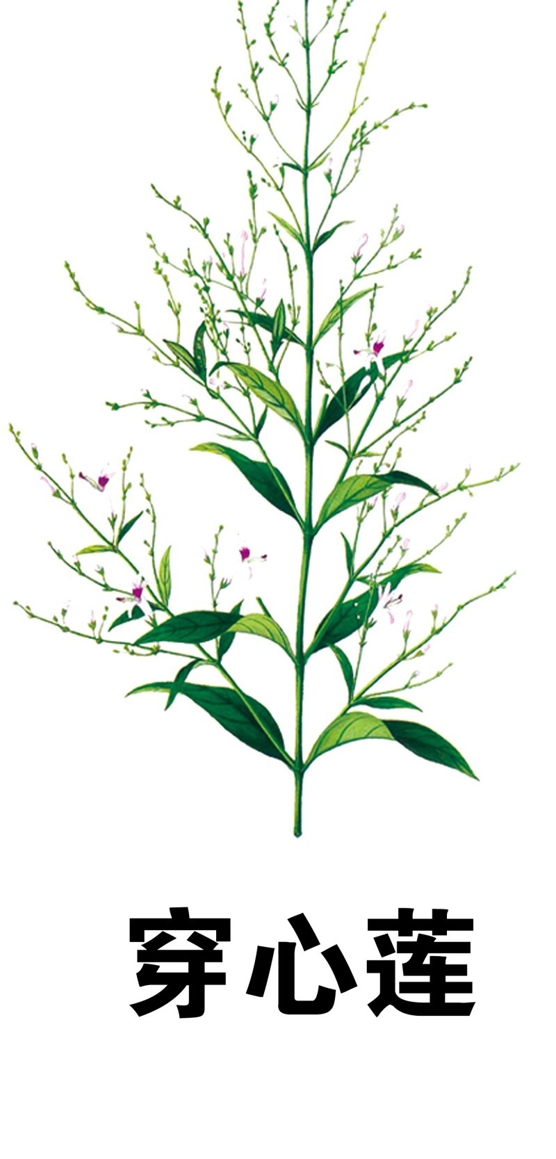 中草药材植物插图 穿心莲 (3)
