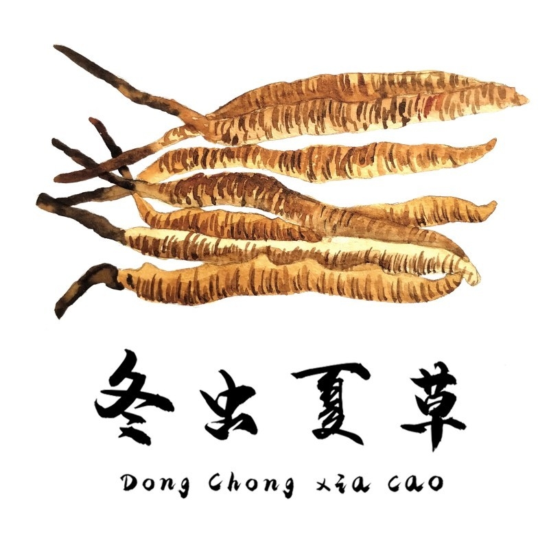中草药材植物插图 冬虫夏草2