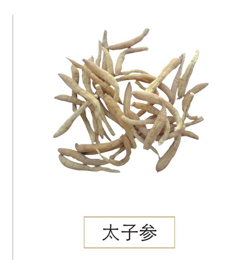 中草药材植物插图 太子参