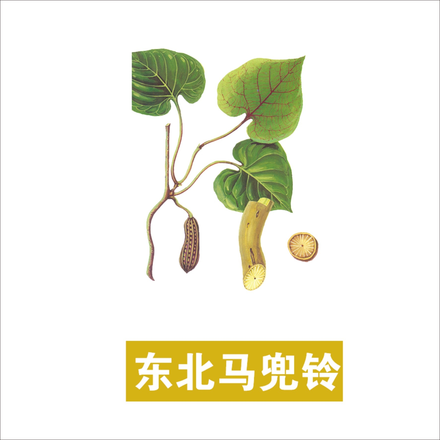 中草药材植物插图 东北马兜铃