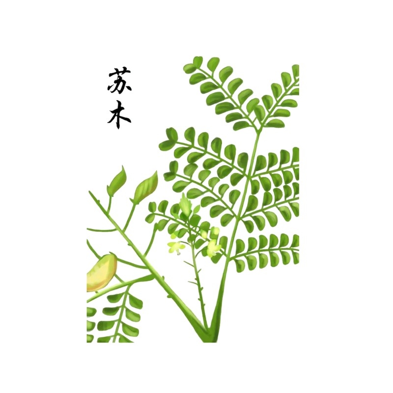 中草药材植物插图 苏木