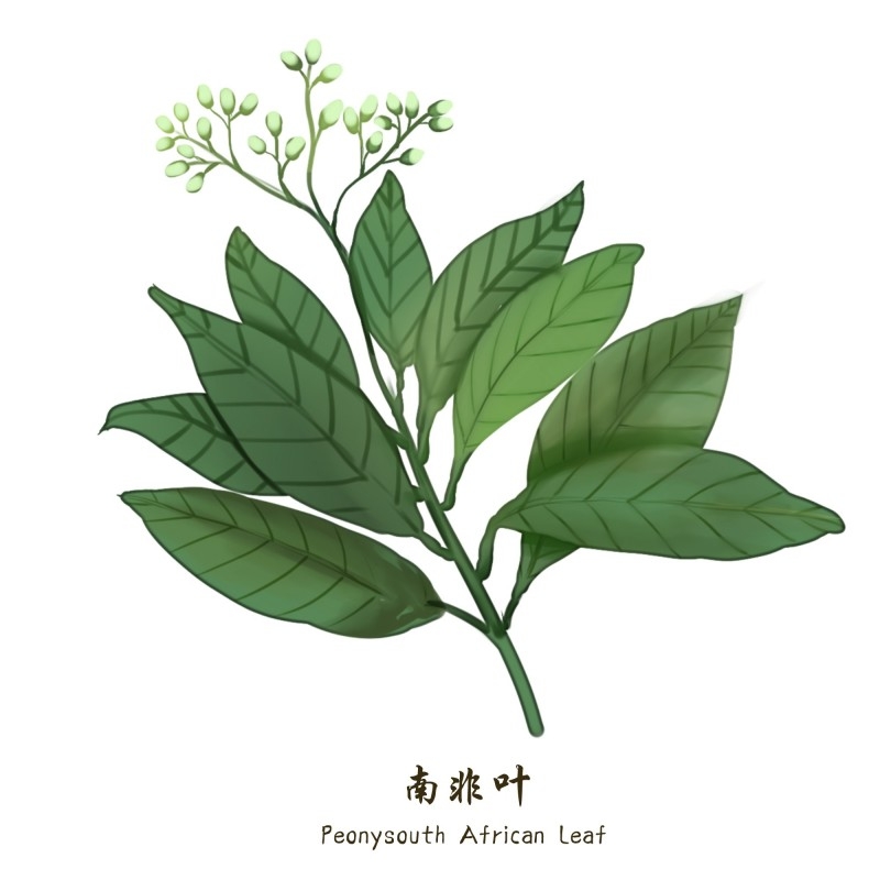 中草药材植物插图 南非叶