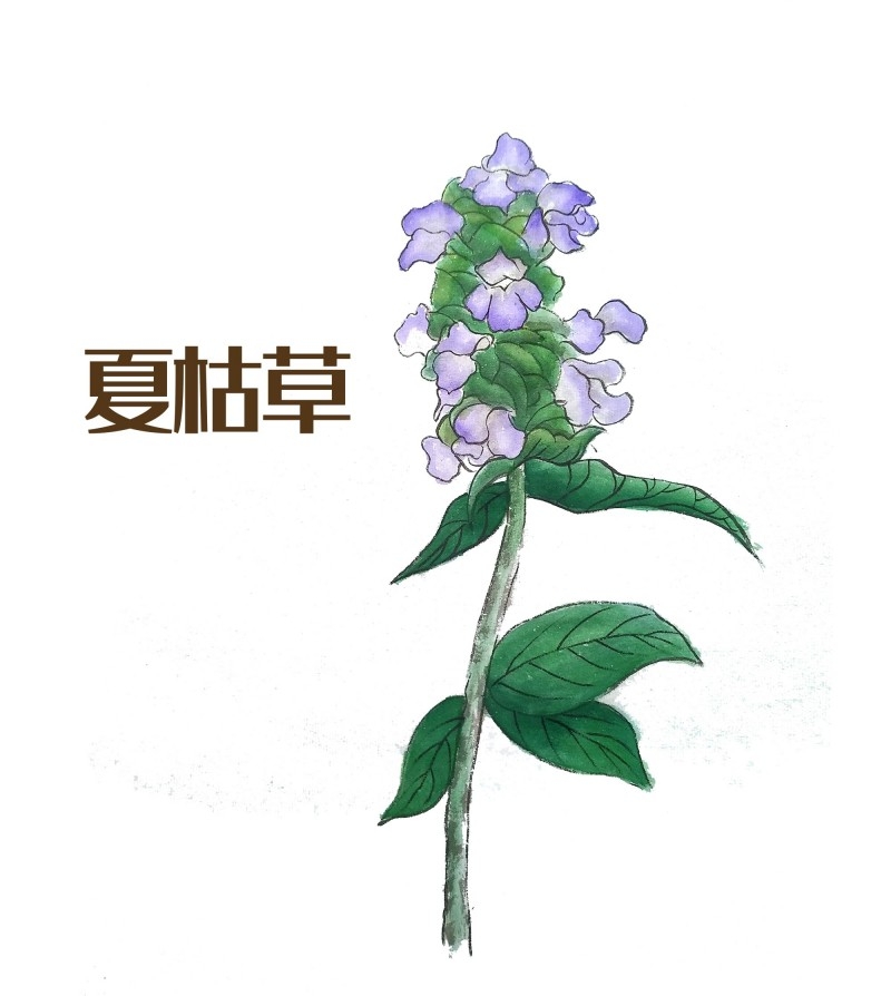 中草药材植物插图 夏枯草 (2)