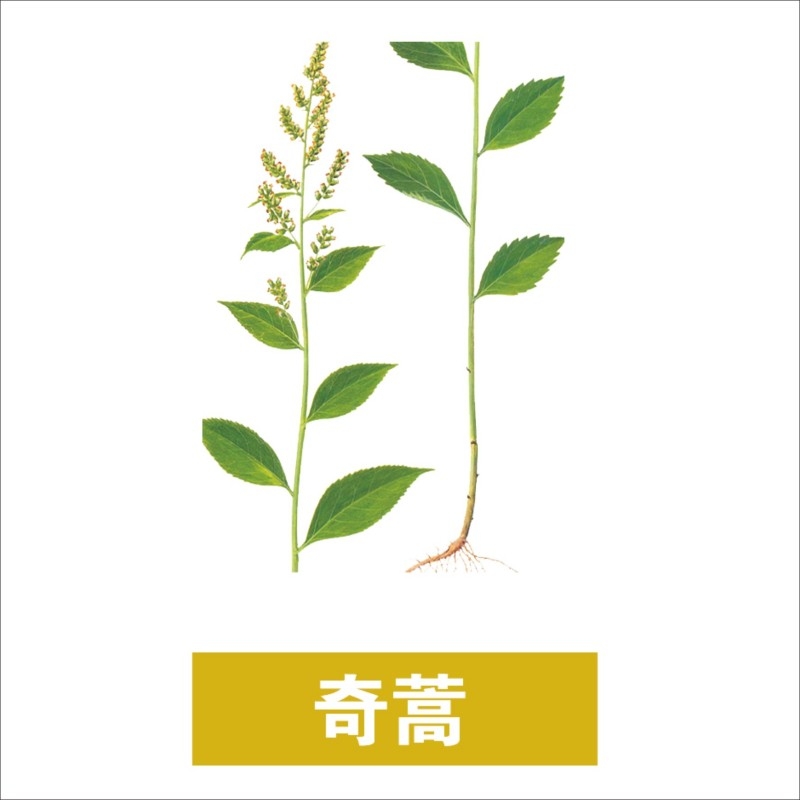 中草药材植物插图 奇蒿
