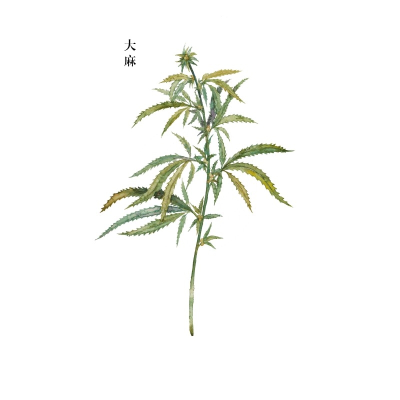 中草药材植物插图 大麻