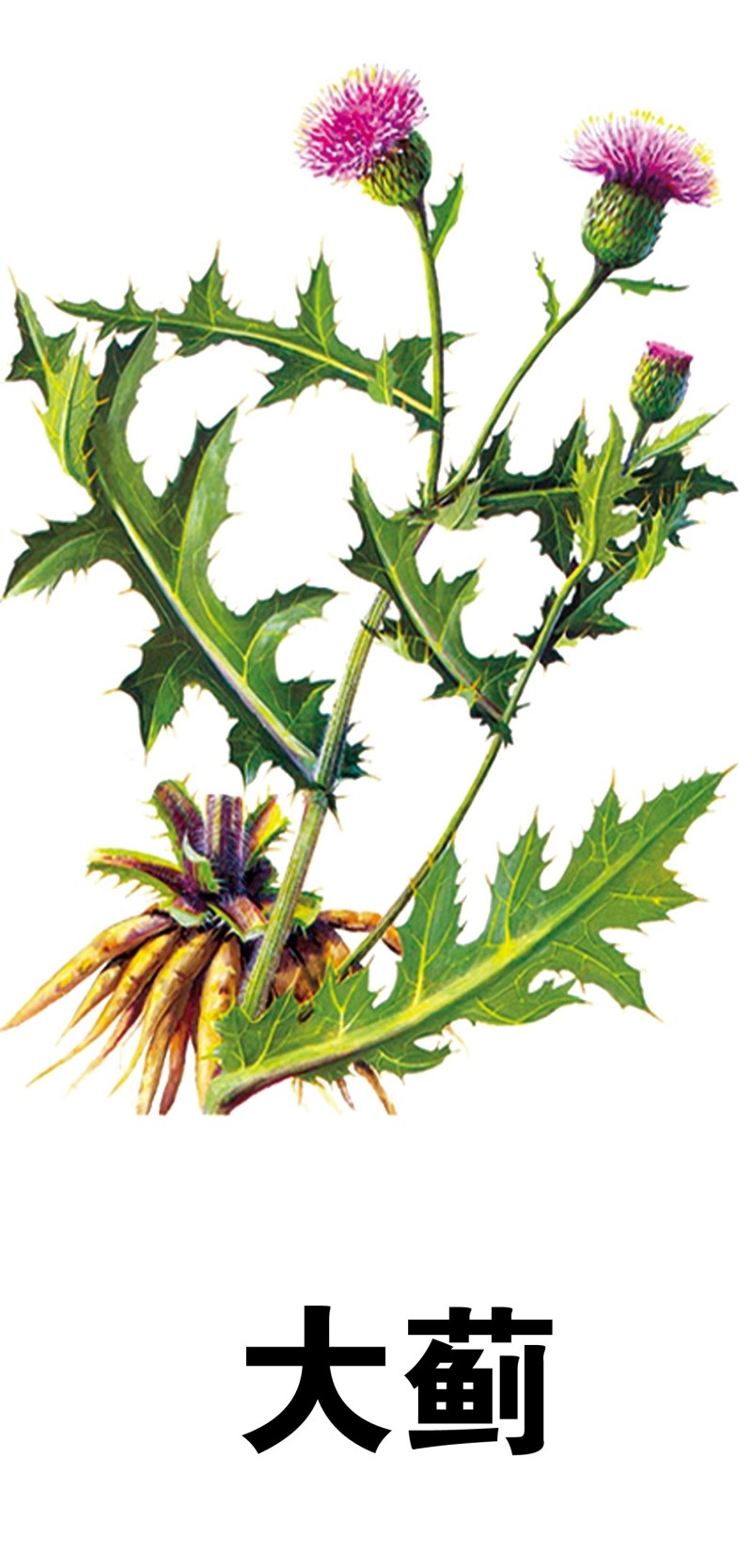 中草药材植物插图 大蓟 (2)