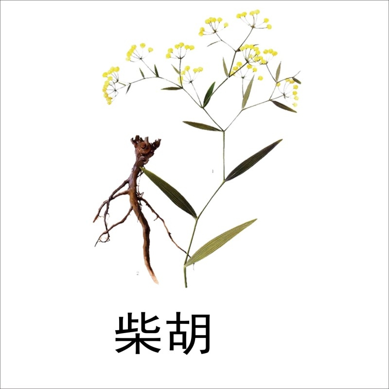 中草药材植物插图 柴胡