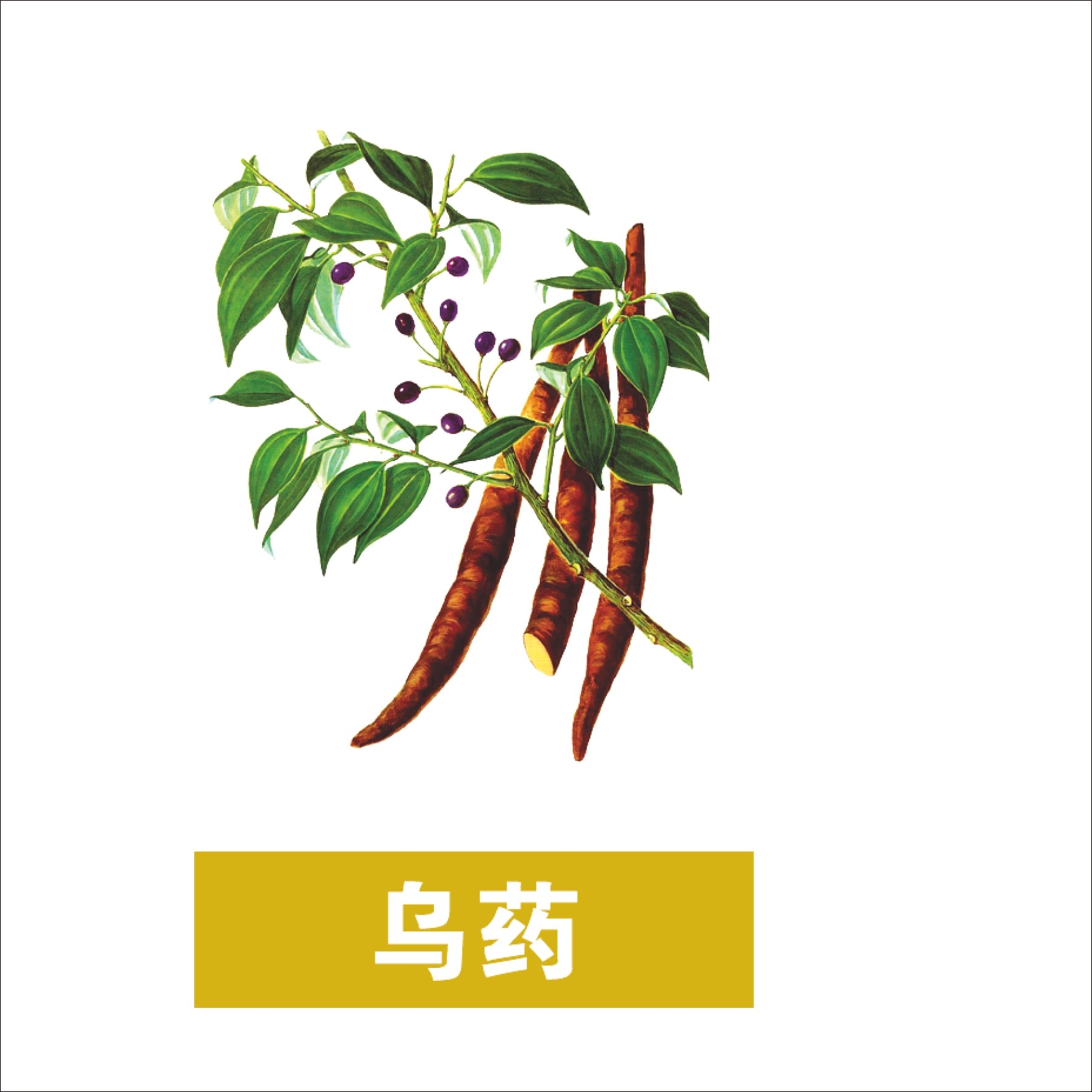 中草药材植物插图 乌药