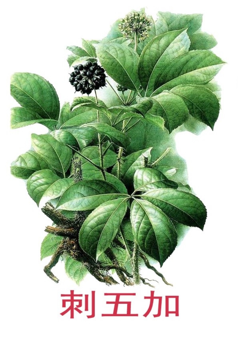 中草药材植物插图 刺五加3