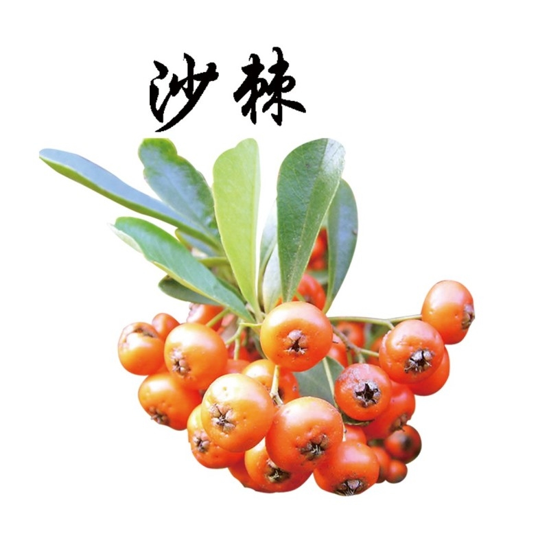中草药材植物插图 沙棘