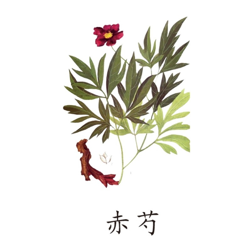 中草药材植物插图 赤芍