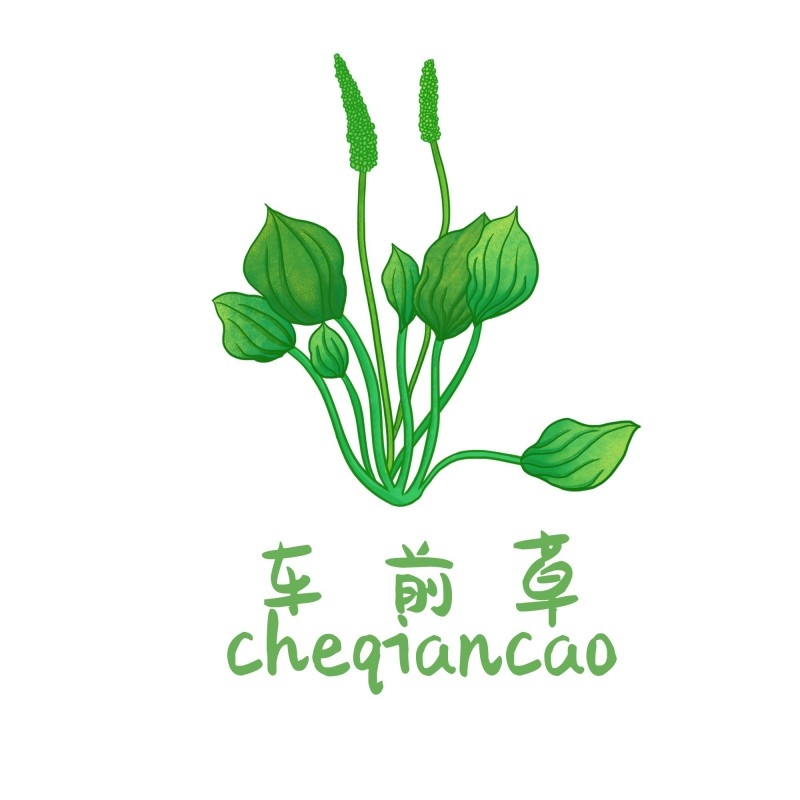 中草药材植物插图 车前草