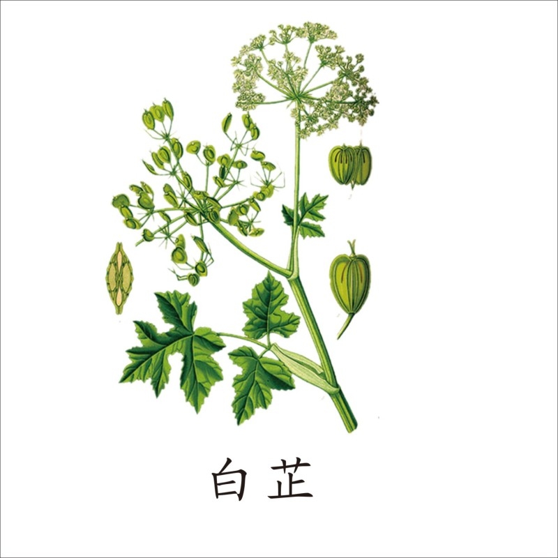 中草药材植物插图 白芷