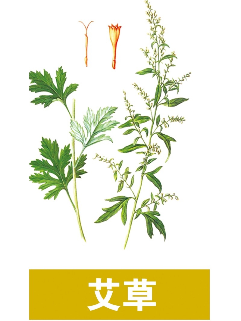 中草药材植物插图 艾草