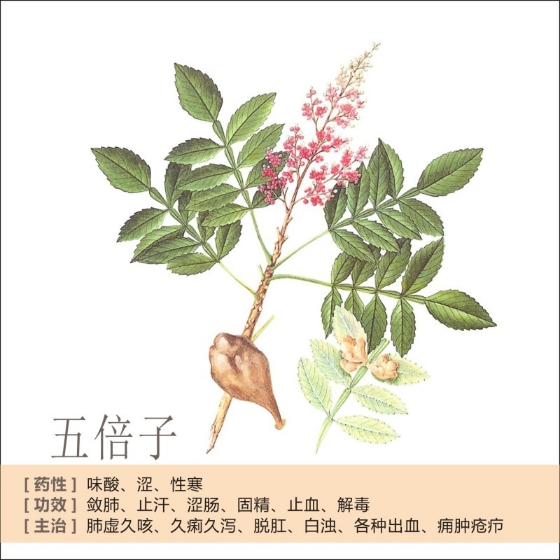 中草药材植物插图 五倍子