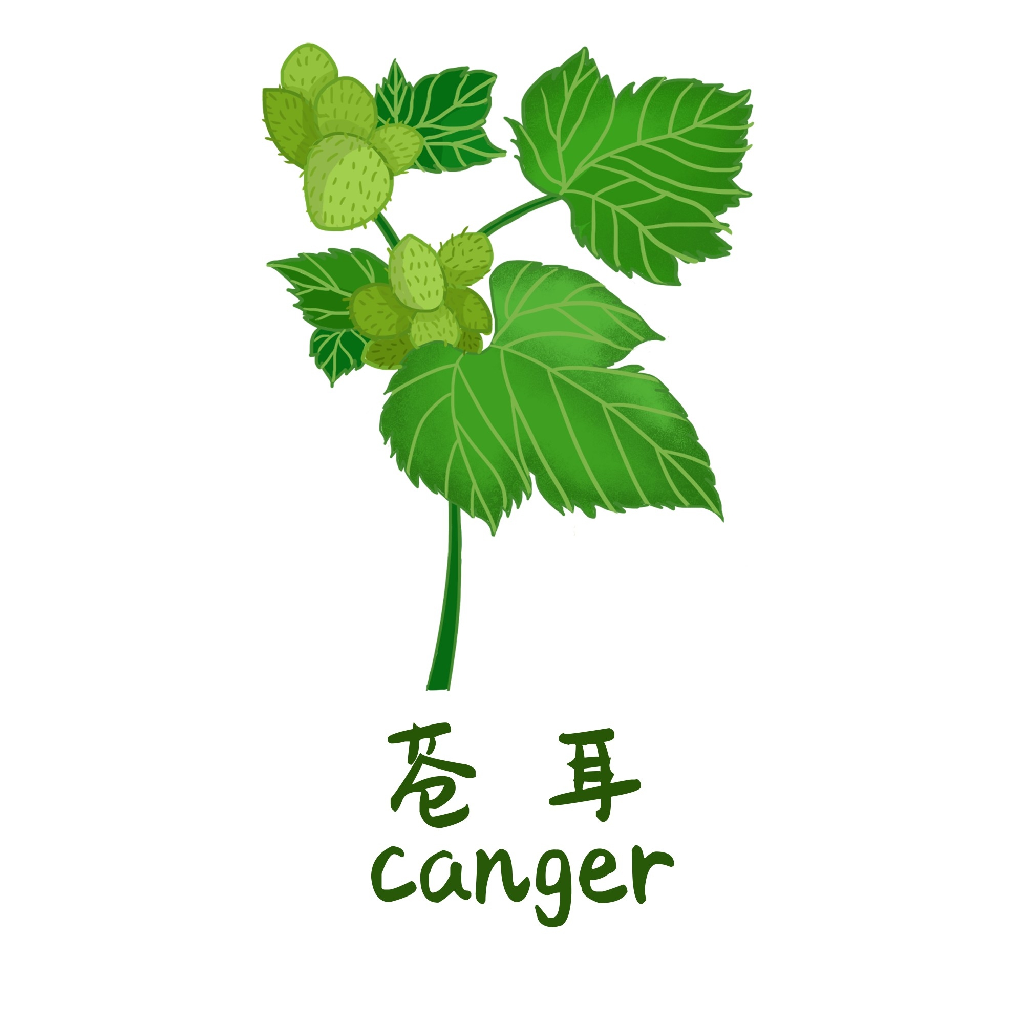 中草药材植物插图 苍耳