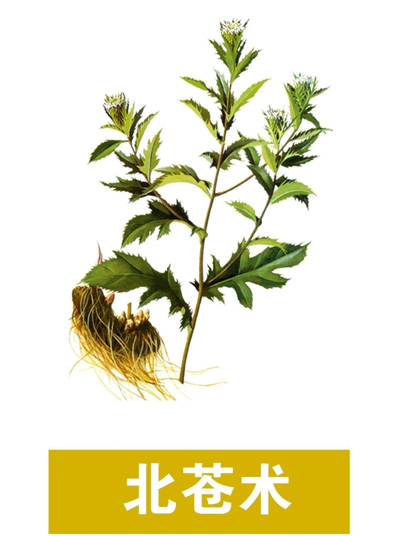 中草药材植物插图 北苍术