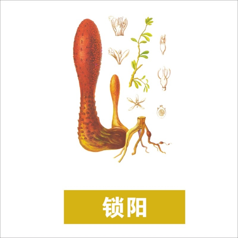 中草药材植物插图 锁阳