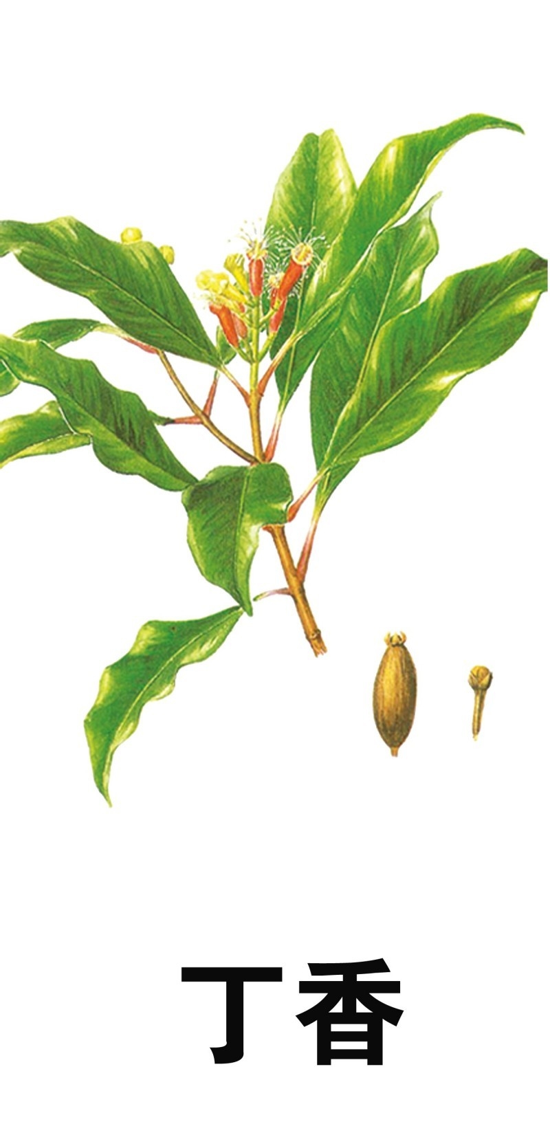 中草药材植物插图 丁香 (2)