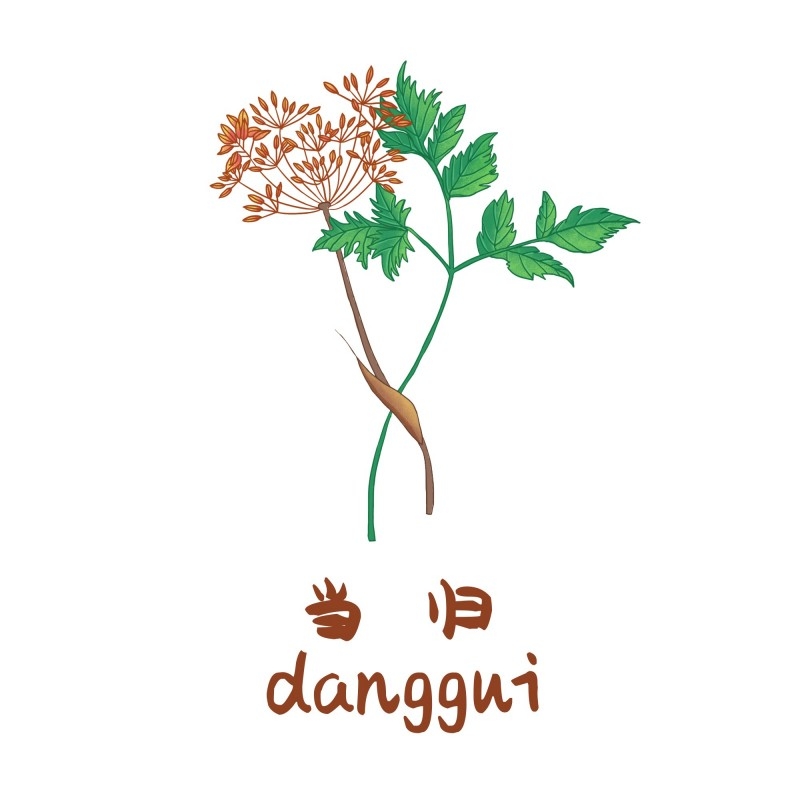 中草药材植物插图 当归 (2)
