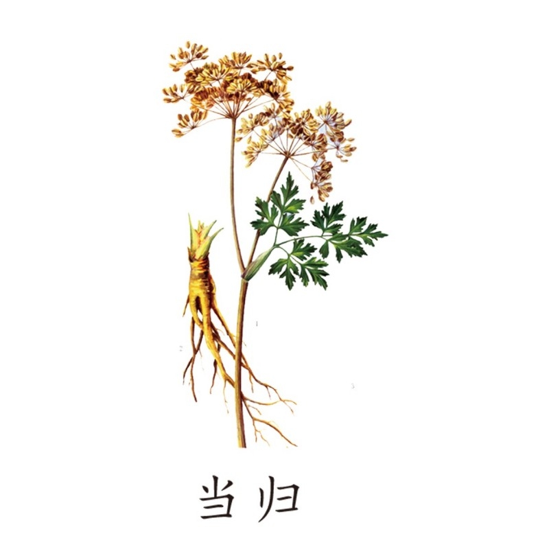 中草药材植物插图 当归