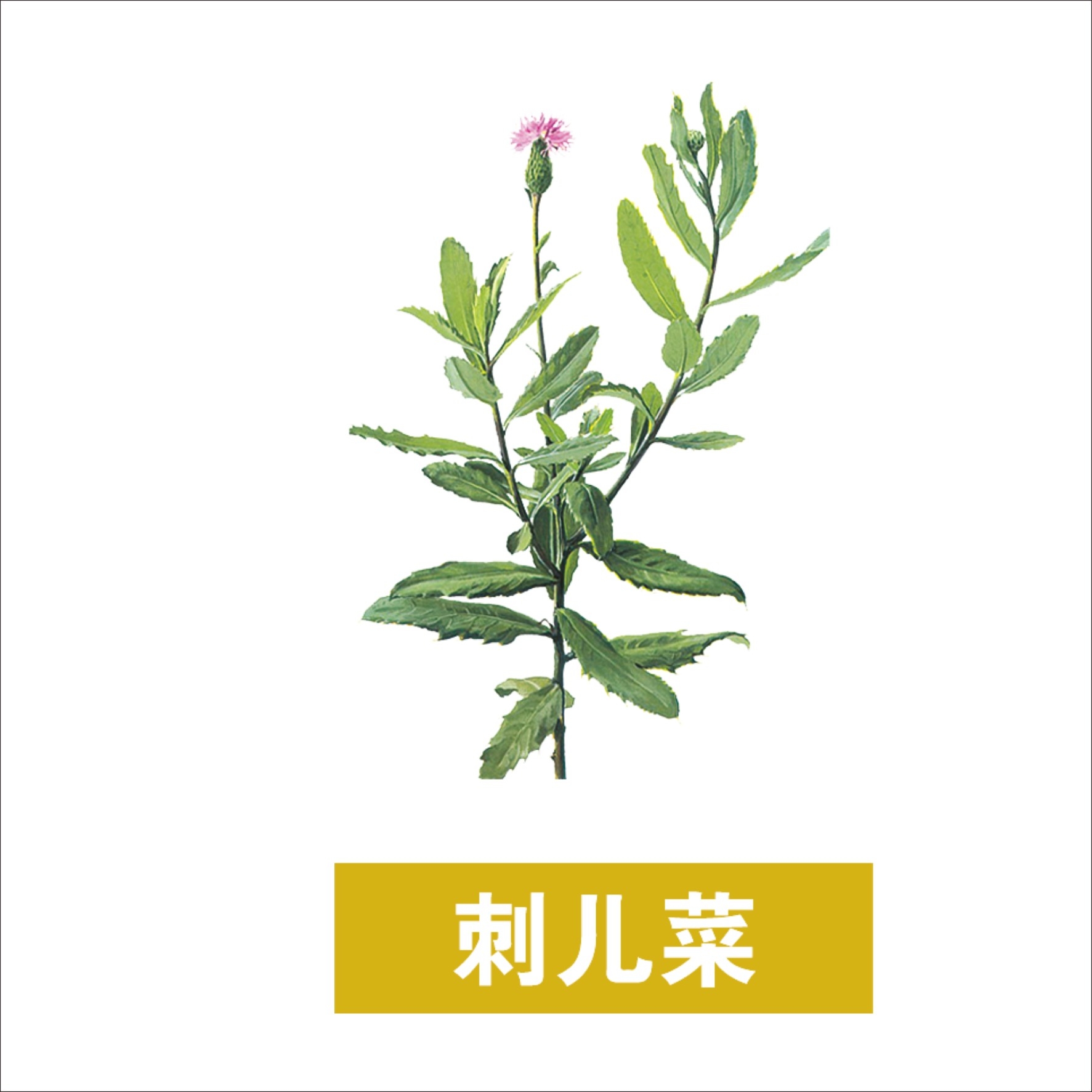 中草药材植物插图 刺儿菜