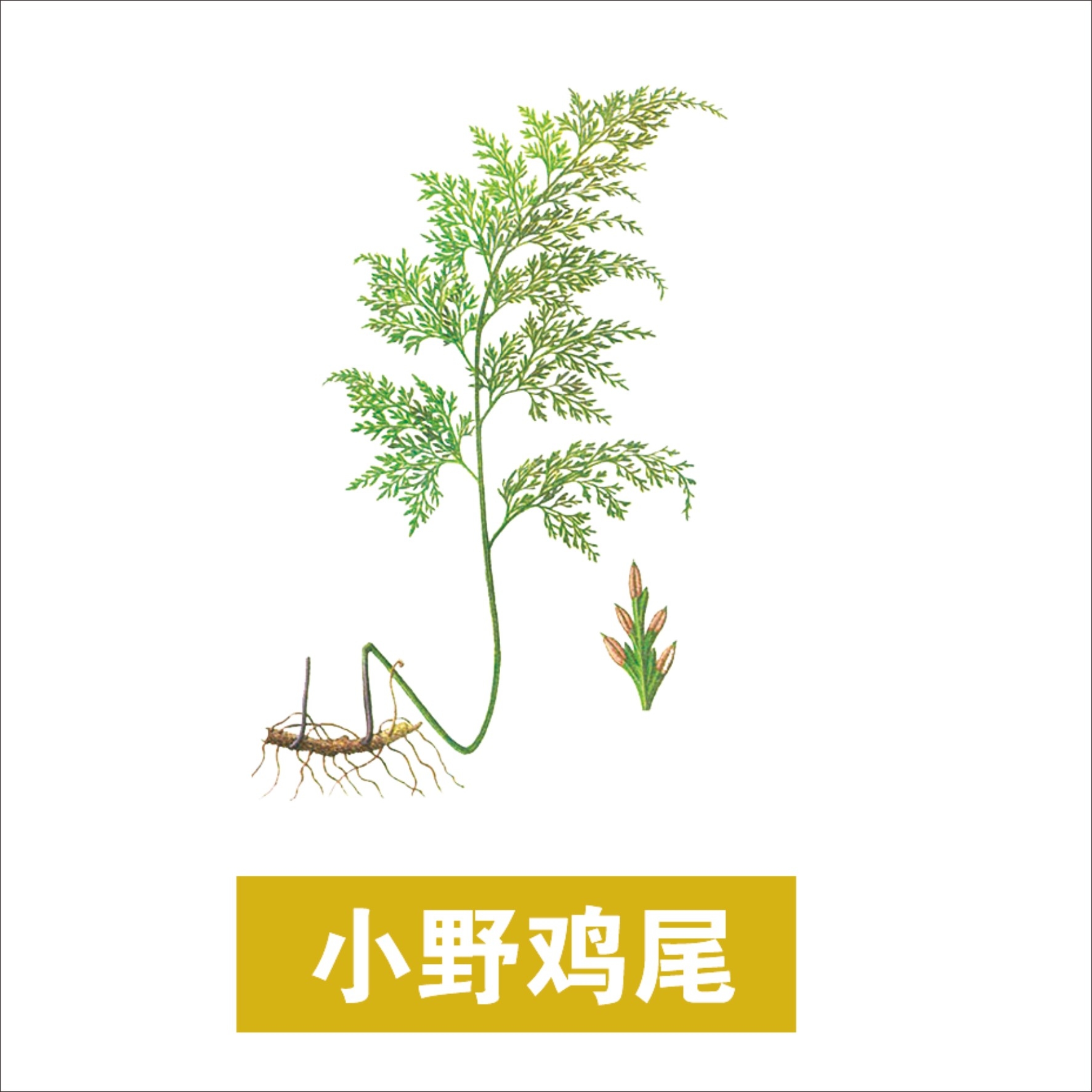 中草药材植物插图 小野鸡尾