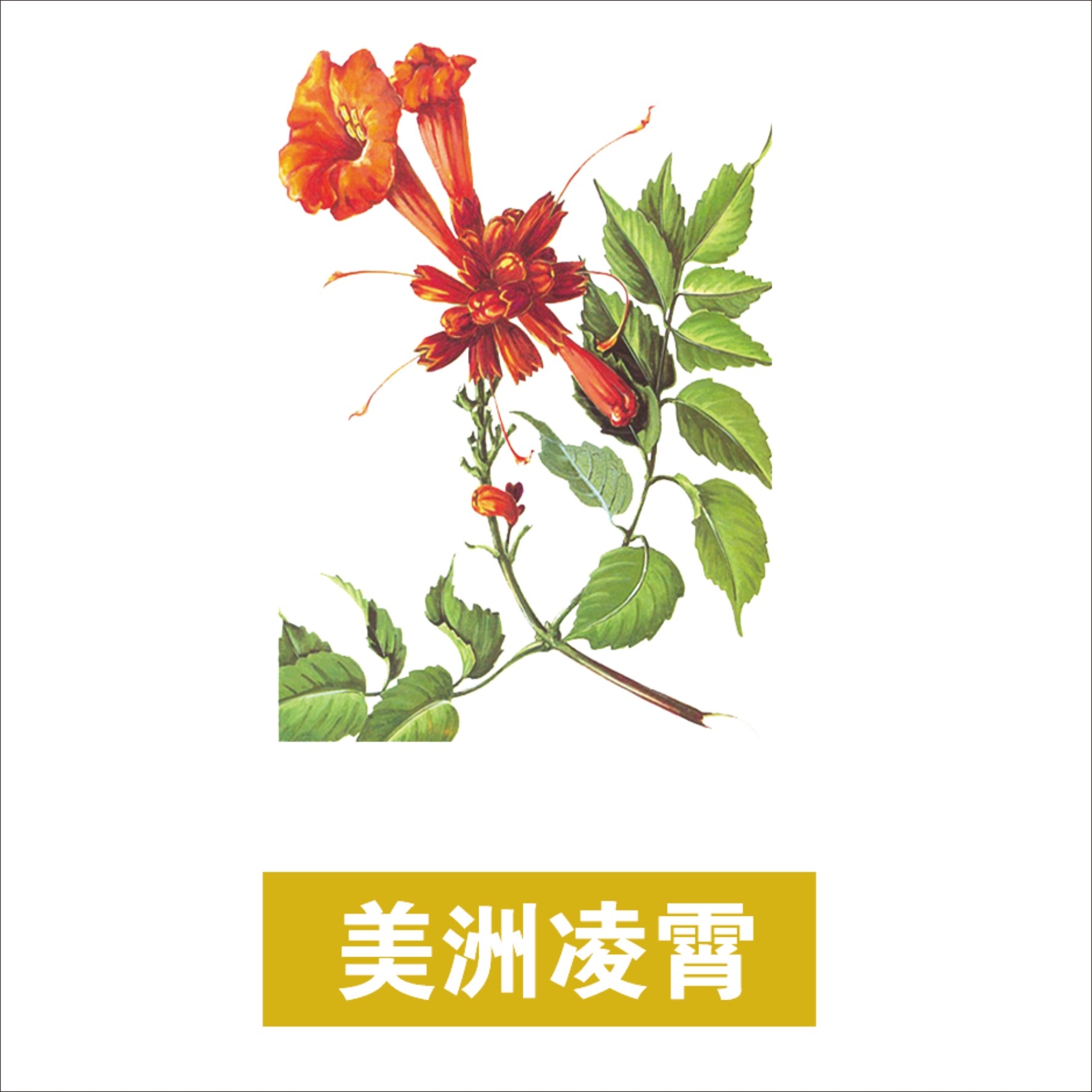 中草药材植物插图 美洲凌霄