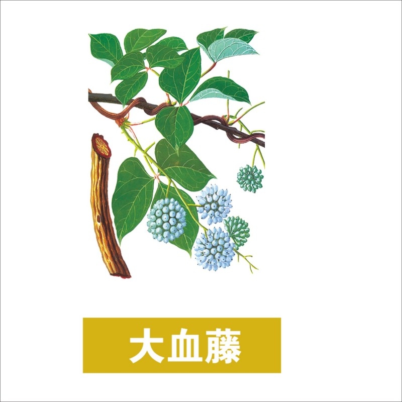 中草药材植物插图 大血藤