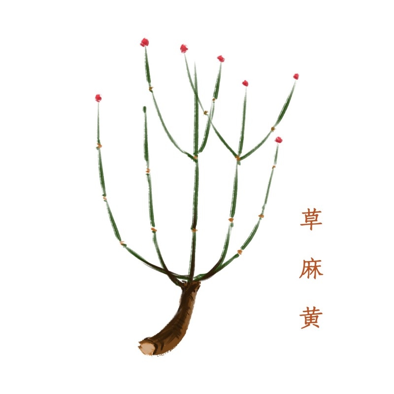 中草药材植物插图 草麻黄
