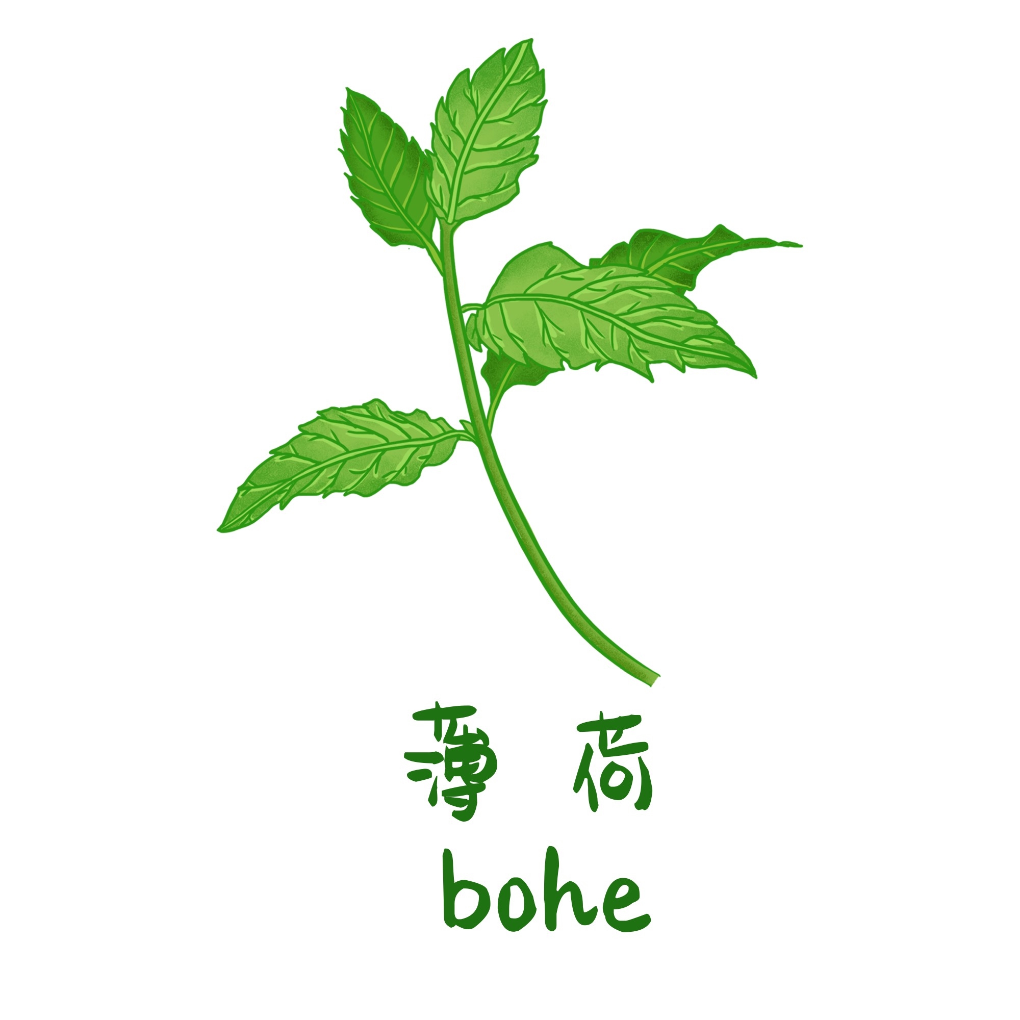 中草药材植物插图 薄荷 (2)